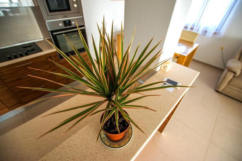 Apartment Andjela Starigrad Paklenica Eksteriør bilde